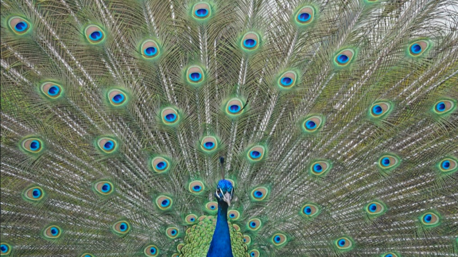 Peacock displaying his feathers. 